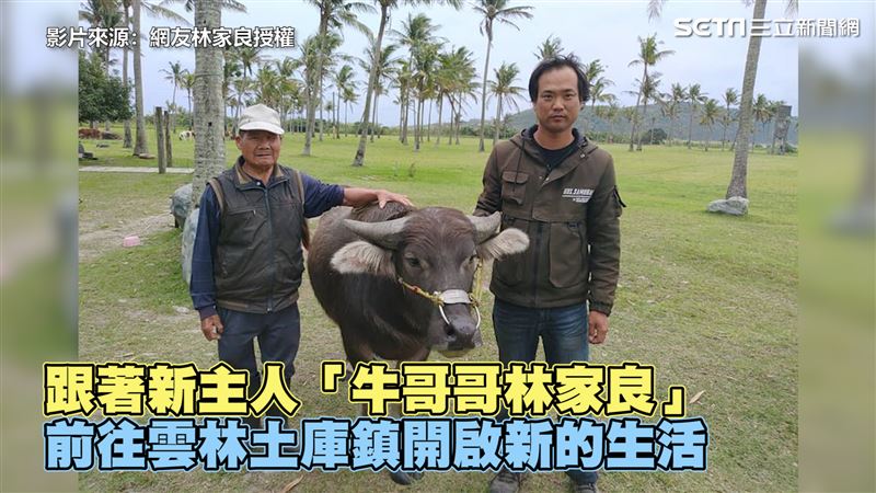 花蓮老農無法耕作　淚別牛孫不捨背影