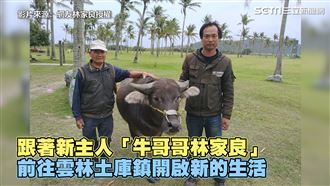 花蓮老農無法耕作　淚別牛孫不捨背影