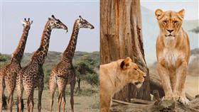 獅群硬上長頸鹿 交纏4h結局意外（圖／翻攝自Pixabay）