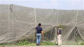 大陸冷氣團南下　農友加強農作物防風措施中央氣象局預測12日大陸冷氣團南下，農委會台東區農業改良場提醒農友於農作物迎風面加強防風措施。（台東區農改場提供）中央社記者盧太城台東傳真　109年4月11日