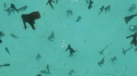 澎湖鎖港杭灣珊瑚礁群　圓眼燕魚悠游其