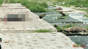 高屏橋,大樹舊鐵橋,浮屍