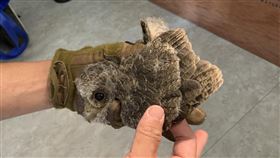 台南水道博物館發現領角鴞雛鳥　推測母鳥已帶回一隻領角鴞雛鳥10日掉落在台南山上花園水道博物館園區，無內外傷，園方評估後安置在一處3公尺高的樹洞，11日失去蹤影，館方初判是被母鳥帶走。（台南山上花園水道博物館提供）中央社記者張榮祥台南傳真 109年4月11日