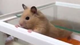 想逃跑被抓包　呆萌鼠一秒定格裝沒事　（圖／翻攝自推特）