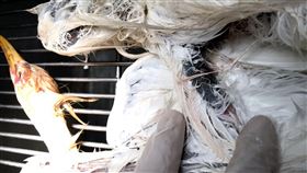 新北坪林鷺鷥死亡　疑受猛禽攻擊（1）新北市坪林區北勢溪近日出現鷺鷥死亡，經新北市政府動物保護防疫處快篩檢驗，證實非因禽流感死亡。檢視傷口，4隻鷺鷥為肱骨處撕裂傷，主因為外力造成，初步研判恐由動物狩獵產生，應是受猛禽攻擊。（市府動保處提供）中央社記者黃旭昇新北傳真　109年4月11日