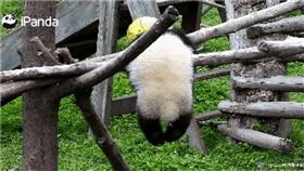 熊貓,中國,繞頸,窒息,直播（圖／翻攝自iPanda）