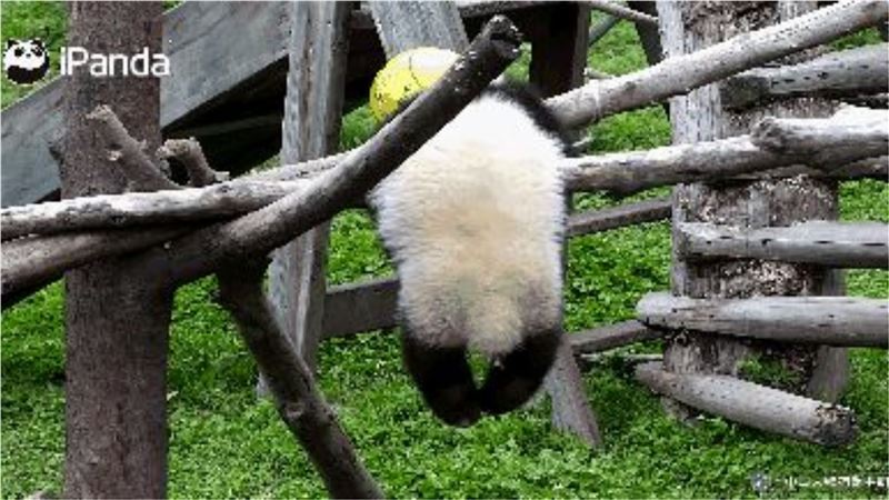 全程直播7小時…熊貓寶寶繩子繞頸亡