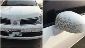 蚊子,飛蟲,鬍渣,開車,洗車(圖/翻攝自爆怨公社