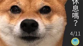 衛福部,防疫,柴犬,小編,宣導,假日（圖／翻攝自衛生福利部臉書）