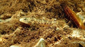 蘭嶼吻(魚蝦)虎數量稀少　恐剩不到2