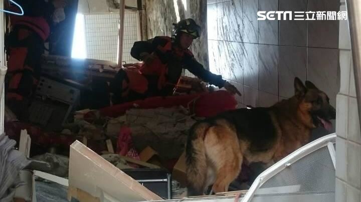 穿梭災區搜救　5搜救犬退役等認養