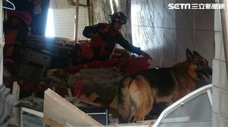 穿梭災區搜救　5搜救犬退役等認養