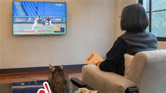 中職／蔡英文看職棒　喵星人成亮點