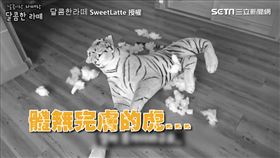 ▲哈士奇將玩偶誤認成真的老虎。（圖／달콤한라떼SweetLatte）