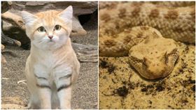 沙漠貓,角蝰（圖／翻攝自那須どうぶつ王国推特、攝影者Thomas Maaßen, Flickr CC License）
https://reurl.cc/j7RkWn