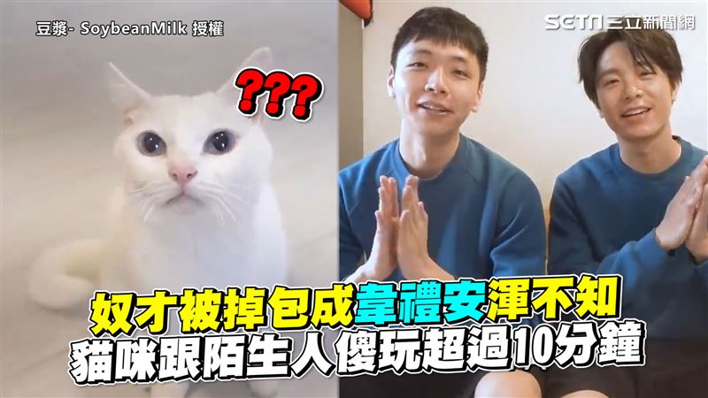 奴才被掉包渾不知　貓咪跟陌生人傻玩