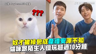 奴才被掉包渾不知　貓咪跟陌生人傻玩