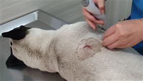 流浪犬疑遭空氣槍虐傷高雄林園區一隻流浪犬疑遭人以空氣槍近距離射擊，身中7槍虐傷，經搶救送醫後，暫無生命危險。（台灣動物緊急救援小組提供）中央社記者陳朝福傳真  109年4月13日