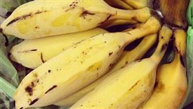 （圖／攝影者Blowing Puffer Fish, Flickr CC License）芭蕉https://tinyurl.com/tvpfe48