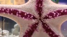 海星,腳,管足。(圖/翻攝自臉書)