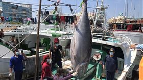 屏東,東港,第一鮪,拍賣,黑鮪魚