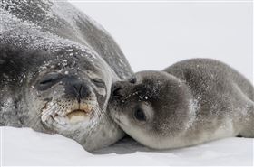 海豹,天氣,寒冷,冷豹
圖翻攝自pixabay