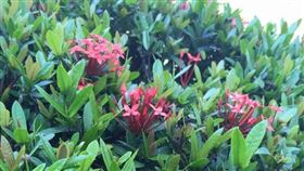 花蜜,矮仙丹,下午茶,吸爆(翻攝自 爆廢公社)