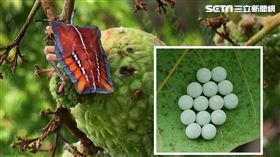 荔枝椿象（農委會農業試驗所）

