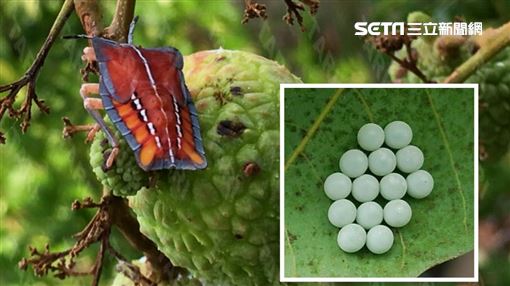 小心這14顆蟲卵 6縣市 一片5元 收購荔枝椿象卵片 生活 三立新聞網setn Com