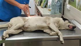 高雄,林園,虐狗,瓦斯槍,流浪犬,流浪狗,浪浪