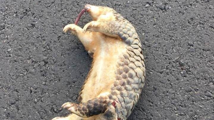 穿山甲吐舌慘死　屍體疑似遭人偷盜