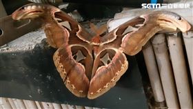 皇蛾,蛇頭,眼鏡蛇,台東,知本