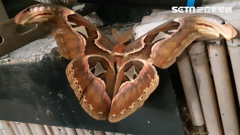 嚇！國小驚見雙頭蛇？原來是更稀有…
