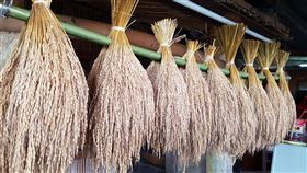 黑芒紅米稻種cilipeday原民古來種陸稻在花蓮馬太鞍部落保種復育，其中黑芒紅米稻種cilipeday意思為「有毛的糯米」，毛指的是稻榖外殼上的長芒。因管理、收割及打穀較麻煩，族人漸漸不再種植。（花蓮農改場提供）中央社記者李先鳳傳真　109年4月14日