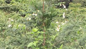罕見高2公尺大花咸豐草　台東農友鄭進文所種植的肖楠木目前樹高已逾2公尺，近日他在田裡整理雜草時，發現有一株生長在旁的咸豐草竟然高達2公尺，幾乎要跟肖楠樹一樣高。（鄭進文提供）中央社記者盧太城台東傳真　109年4月14日
