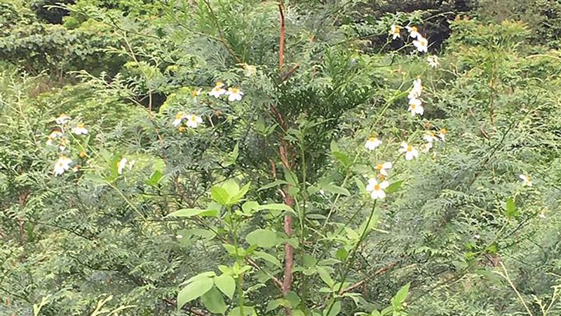 為生存　大花咸豐草竟可高2公尺