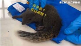 消防員拯救骨折小松鼠／救災救護大隊豐南分隊授權提供