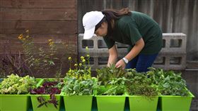交大教授推DIYGreen環保種植技術（1）交通大學研發DIYGreen技術，採環保方式種植作物，基底以回收瓶罐儲水，透過引水條引水至土層，民眾無需時常澆水，新竹以北地區靠雨水就足以維持植物生長。（交通大學提供）中央社記者郭宣(文三)傳真　109年4月14日