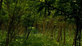 花蓮鯉魚潭賞螢　防疫實名制管控人流交通部觀光局花東縱谷國家風景區管理處主辦的「2020鯉魚潭賞螢季－趣看火金姑」活動將於4月17日至5月2日間每週五、六舉行，全面採網路報名及實名制措施，且每梯次遊客上限為150名。（縱管處提供）中央社記者李先鳳傳真　109年4月14日