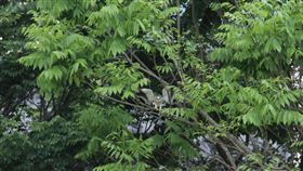 黑翅鳶花蓮校園野放　停留樹梢花蓮縣野鳥學會鳥類收容中心去年底協助照顧2隻落巢的黑翅鳶幼鳥，14日在壽豐鄉志學國小進行野放，黑翅鳶恢復自由後停留在校內樹梢許久。中央社記者張祈花蓮攝　109年4月14日