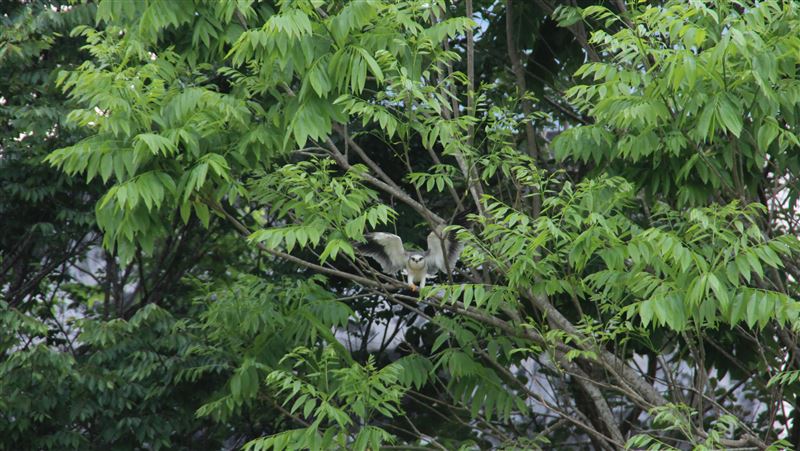 黑翅鳶幼鳥經人照顧　野放後久不離去