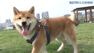 衛福部另類防疫犬　「總柴」吸破萬讚
