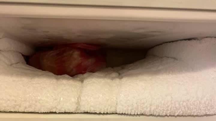 冷凍庫結霜超厚變冰山　內行一招神解