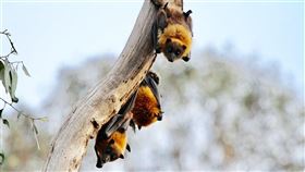 華郵14日指出，美駐北京人員兩年前曾示警華府，中國武漢病毒研究所旗下蝙蝠冠狀病毒研究恐引發類SARS大流行疾病。（示意圖／圖取自Unsplash圖庫）