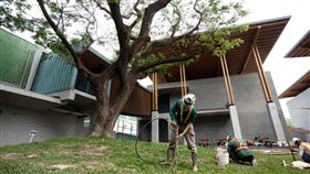 台南左鎮化石園區診治招牌大樹台南市左鎮化石園區中庭廣場的雨豆樹，疑似因周遭土壤硬化，枝葉不如以往茂密，園區請專業人員進行診治。（台南市文化局提供）中央社記者楊思瑞台南傳真　109年4月15日