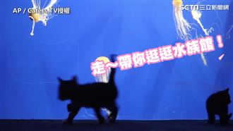 毛小孩逛水族館　萌趴玻璃看海底世界