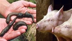 豬頭放進餓壞水蛭堆 結果意想不到（圖／翻攝自百度百科、Pixabay）