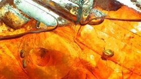 飲料店,手搖飲料,冰塊,洞,中空,PTT　圖／翻攝自PTT