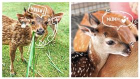 斑比山丘,梅花鹿。（圖／園方提供）