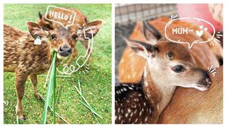 IG紅什麼／台版小奈良超萌開箱片